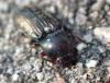 Selatosomus latus